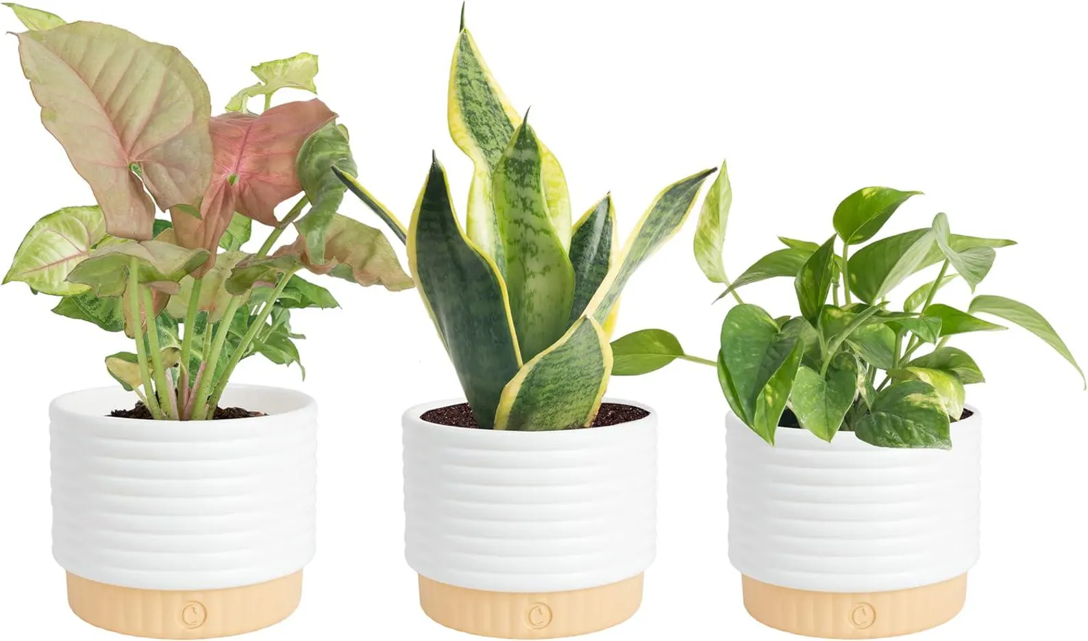 3 Pack Live Indoor Plants Assorted Houseplants Air Purifying Home Decor
